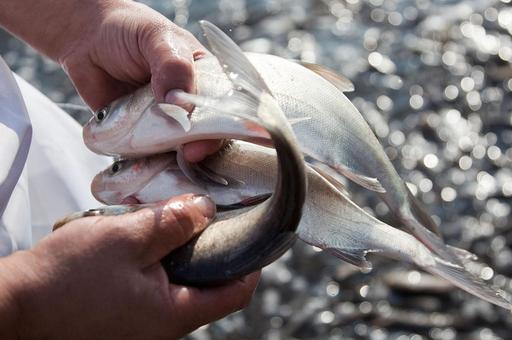 Рыба, выращенная вблизи свалок, несет потенциальную опасность здоровью российских граждан