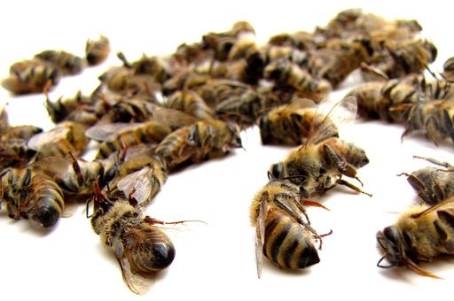 Почему в России ежегодно гибнут тысячи пчелосемей