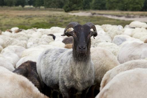 В Саратовской области стадо овец закрыли на карантин