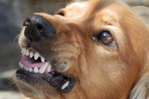 Я кусаюсь: правительство утвердило список потенциально опасных собак