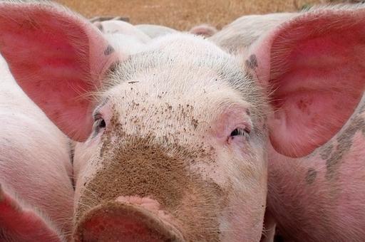 Эксперты прогнозируют масштабный урон свиноводству Китая в связи с АЧС