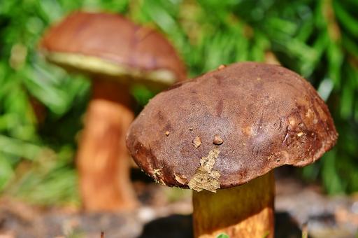 Россельхознадзор: проверяйте грибы на радиацию