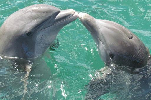 Полеты с дельфинами: ученые посчитали морских млекопитающих