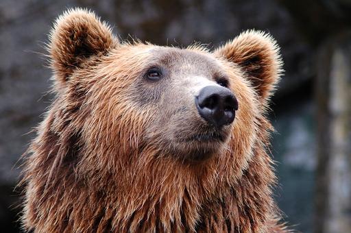 Наблюдать за «Медведями Камчатки» могут зрители из любой точки России