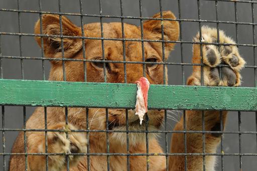 В России хотят закрыть передвижные зоопарки
