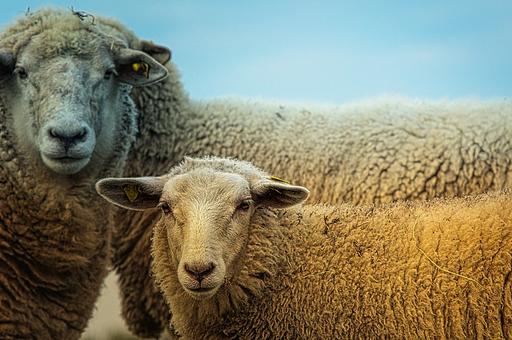 Бедная овечка: в Тверской области выявлены очаги опасных заболеваний