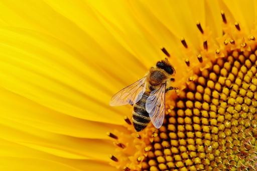 Минсельхоз назвал причины гибели пчел