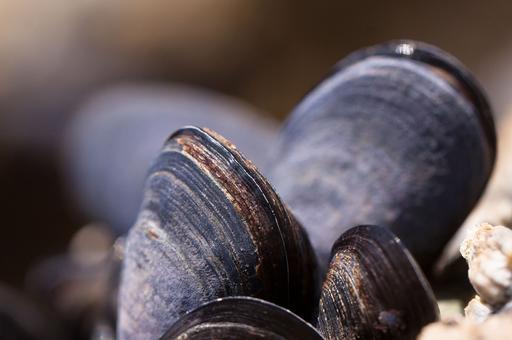 Ученые рассказали о пользе речных моллюсков