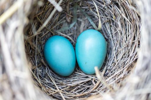 Почему яйца птиц разных цветов, объяснили ученые