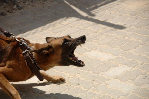 Эксперты рассказали о связи породы собаки и ее агрессии