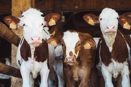 Пять способов увеличить прибыль в молочном животноводстве