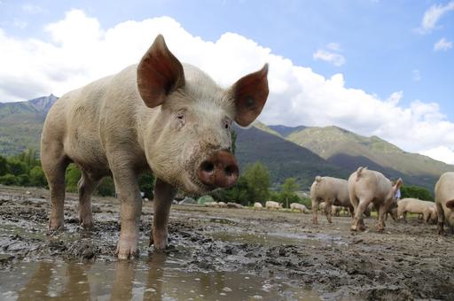 Новые вспышки АЧС могут привести к исчезновению 48% свиней в мире