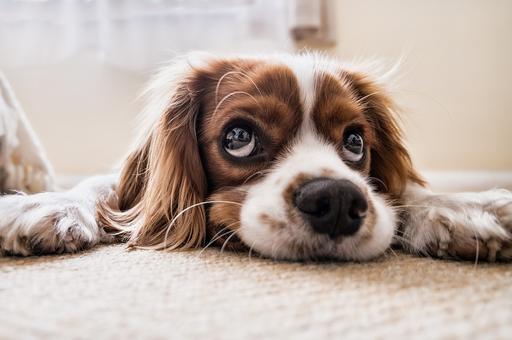 Ветеринары назвали опасные для собак продукты
