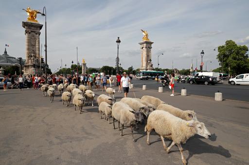 Соседи болеют: в Казахстане обнаружена оспа овец и коз
