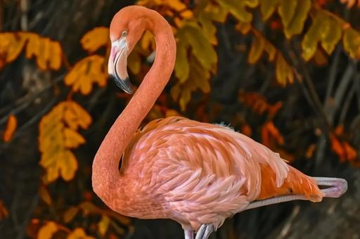 Связан ли «якутский» фламинго с глобальным потеплением