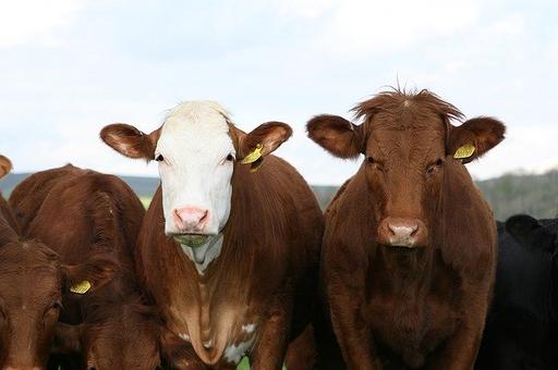 В Аргентине научились выращивать говядину из мышц животных