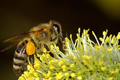 Спасать пчел будут через IT-приложение