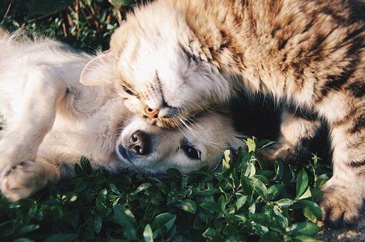 Кошки vs собаки: каких животных больше в российских семьях