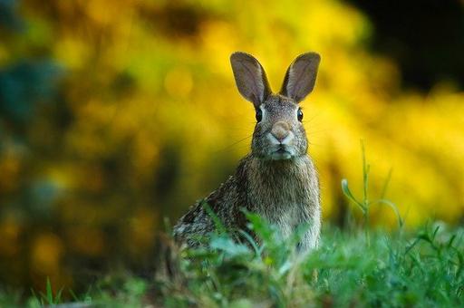 Почему кроликам советуют надевать носки