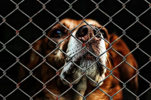 2020-й вступает в силу: утверждены правила работы приютов для животных