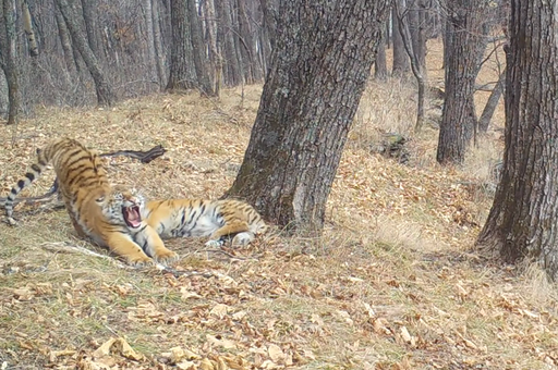Игры тигрят-тройняшек в парке «Земля леопарда» в Приморье попали на видео