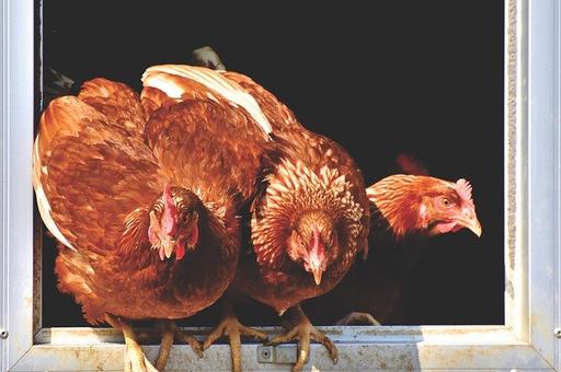 МЭБ: в Великобритании обнаружен птичий грипп