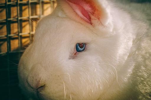 Российские селекционеры вывели быстро набирающих вес кроликов