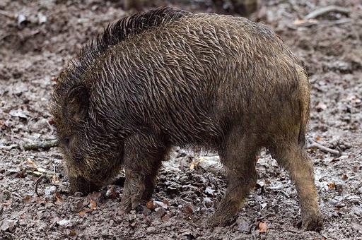 Новый очаг африканской чумы свиней обнаружен в Приморье