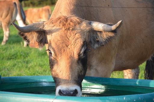 Дайте буренке теплой водицы: как правильно поить коров зимой