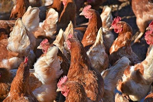 Россию предупредили об угрозе птичьего гриппа