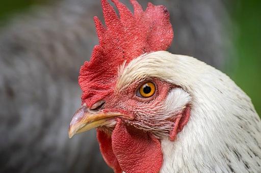 Румыния сообщила о вспышке птичьего гриппа