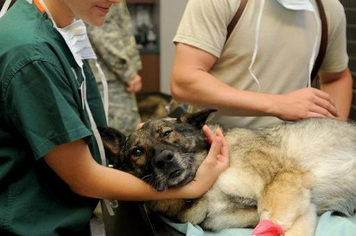 Впервые в России начали подготовку городских ветеринаров