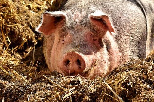 Новые очаги африканской чумы свиней появились в Европе