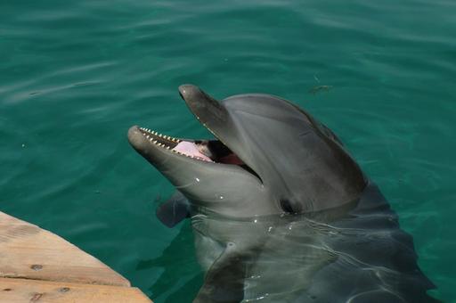 Российский ветеринар просит эвакуировать его из Ирана вместе с дельфином