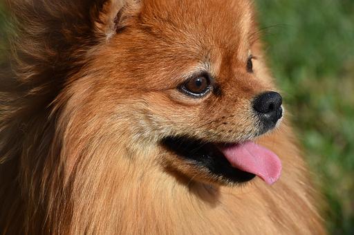 Эксперты назвали заражение собаки коронавирусом в Гонконге ошибкой