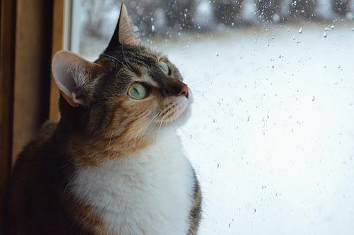 Ветеринары предупредили об опасности приоткрытых окон для кошек
