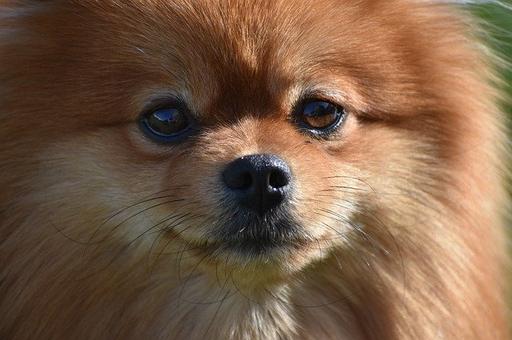 В Гонконге умерла собака с положительным тестом на коронавирус