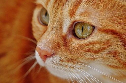 Впервые у домашних кошек в Нью-Йорке выявлен коронавирус