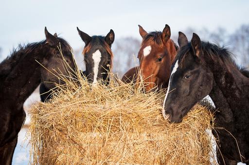 Ветврачи предупредили об опасности инфекционной анемии лошадей