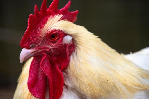 Ученые оценили восприимчивость птиц к коронавирусу