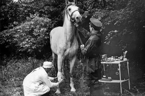 Военно-ветеринарная служба Красной армии за годы войны вернула в строй два миллиона лошадей
