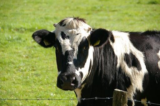 Ветслужбы Кубани вакцинировали от ящура более 570 тысяч голов скота с начала 2020 года