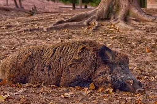 В МЭБ сообщили о новых очагах африканской чумы свиней