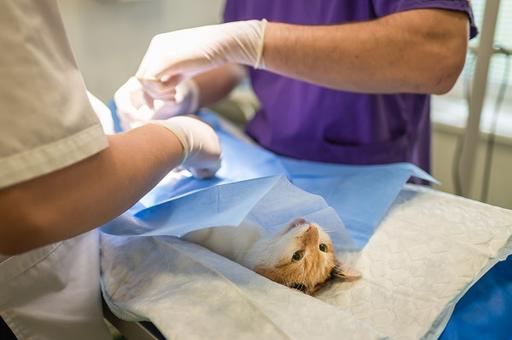 ФАС возбудила дело за рекламу «лечения коронавируса у кошек»