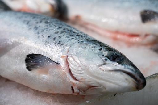 В России утверждены новые ветправила для хозяйств по разведению лососей