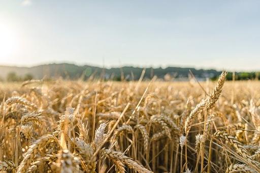 Гидрометцентр: как повлияет жаркое лето на урожай в 2020 году