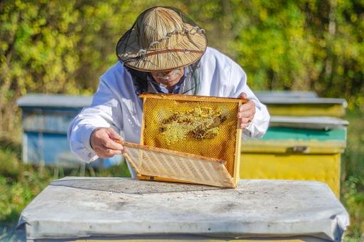 В Госдуму внесен законопроект о защите пчел от пестицидов