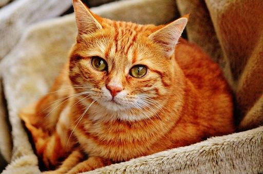 В МЭБ сообщили о новом случае заражения кошки коронавирусом в США
