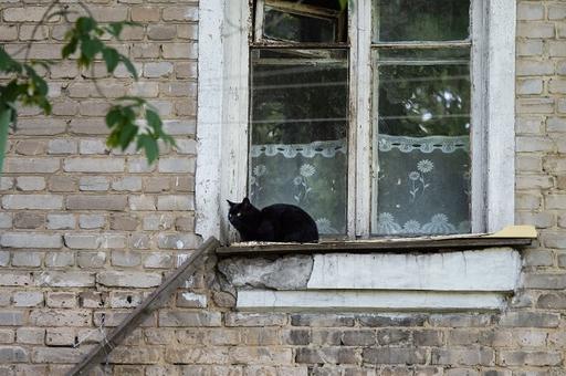 В Минстрое отказались от планов закрыть подвалы для кошек