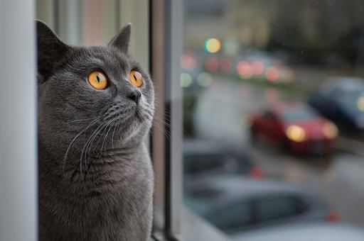 Чем окна в квартирах опасны для кошек